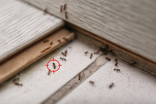 Best Termite Control Services  in Wolfforth, TX