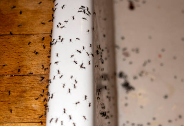 Best Pest Removal Services  in Wolfforth, TX