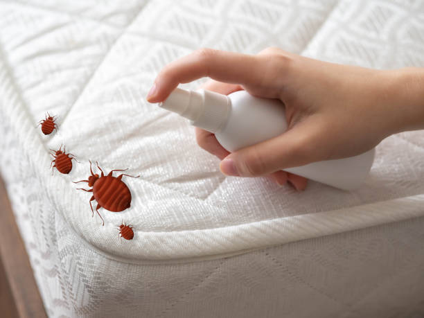 Best Pest Control Near Me  in Wolfforth, TX